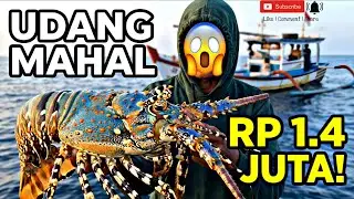 MANCING TEKNIK NELAYAN DAPAT LOBSTER MUTIARA DAN IKAN GT