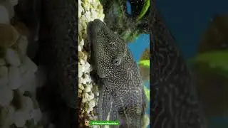 #PezLimpiador | El dentista del oc&eacute;ano | Labroides dimidiatus | #comportamientoanimal