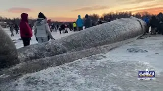 After 5 days, beached whale still amazes Anchorage community