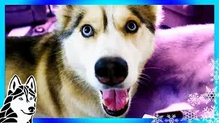 HUSKIES AFRAID OF HARNESS | Ask GTTSD 296
