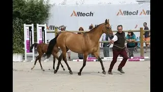 Akhal-Teke WEG 2014