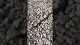 LEGLESS LIZARDS in Oklahoma! #herping #fieldherping #nature #wildlife #reptiles #lizard #snake