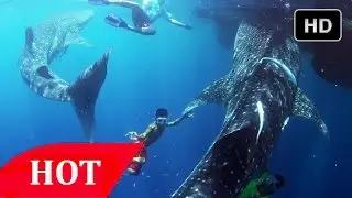South Pacific Ocean Animals National Geographic HD