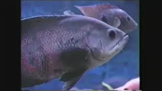 Видео о стартовом наборе PetSmart TOP FIN. Версия фильтра питания VHS 2002