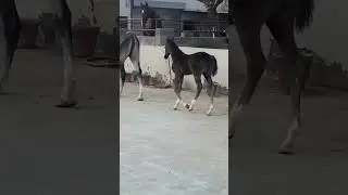 RIDXR 60 LAKH #Jaswinder Sidhu#trending #punjabisong #horse #dailyvedio #youtubeshorts #shortvideo
