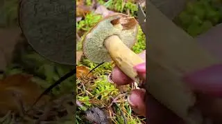 Польский гриб панский.