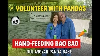 Volunteer for a Day at Dujiangyan Panda Base, China (Hand-Feeding Bao Bao!)