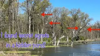 Haysler A. Poague Conservation Area|Secret Egret in Hidden Pond