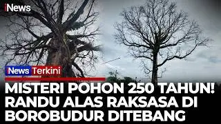 Pohon Misteri 250 Tahun Randu Alas Raksasa di Borobudur Ditebang | iNews Terkini