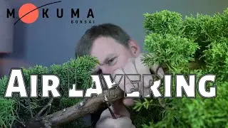 Air Layering Chinese Juniper for Bonsai