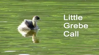 Amazing Little Grebe Bird Call | Indian Birds Video