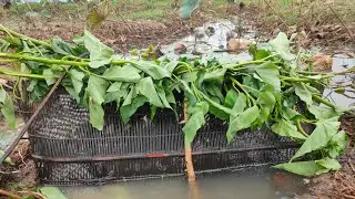 Traditional Village Fishing Trap | Traditional Bamboo Box Cage Trap(part-2)