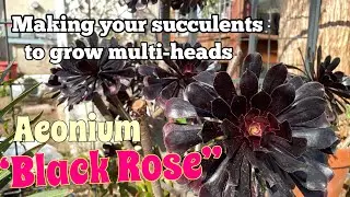 Aeonium Propagation | How to propagate Aeonium Succulents #aeonium #propagations #succulents