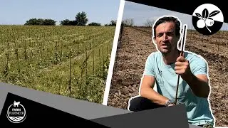 Entdecke die geheimen Superkr&auml;fte der PIWI-Sorten im Weinbau! | Beeren | Farmfluencer