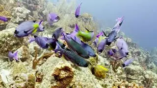 250331 Creole Wrasse Spanish Hogfish