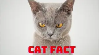 CAT FACTS #catfact