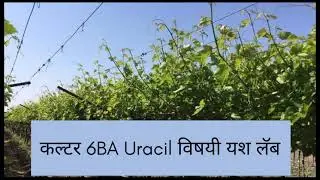 कल्टर 6BA Uracil विषयी यश लॅब