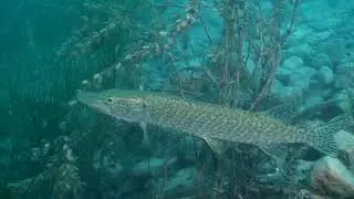 Lago di garda biologia subacquea 2020