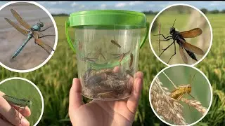 Amazing Bug Hunt Adventure!