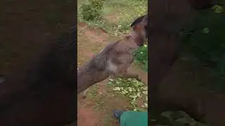 هادي هيا الوقت ديال البادية الذنيا خضراء 🥀🪻 او راحة البال @الرباط @تفلت @الخميسات 