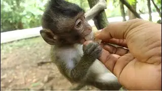 More Than Happy, Baby Monkey Patricia Strongly Confident, More Responding Her Life More Than Support
