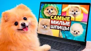 Я ПОСМОТРЕЛА САМЫЕ МИЛЫЕ ВИДЕО В ИНТЕРНЕТЕ! ЗАЧЕМ ОНИ ЭТО ДЕЛАЮТ СО ШПИЦАМИ?!