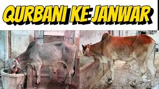 waris qurbani ka janwar le aya ☺️