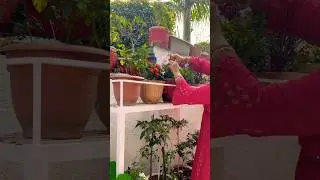 #flowers #garden  #gardening#plants #flowergarden #balconygarden #homegardening #plantlover
