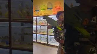 Arabic speaking Amazon parrot 🦜