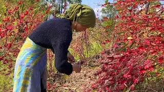 Naga woman harvesting organic fruits and vegetables from forest, Naga village life