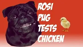 My Pug Eats Whole Chicken [Rosimops Review]