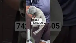blue colour american bully puppies for sale in delhi ncr #bullymagazine #alangu #bullymax