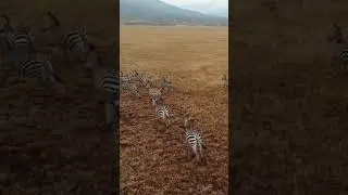 Zebra Running - Tanzania Wild Life