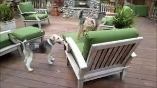 Wire Fox Terrier BRISCO & PHOEBE Welsh Terrier - The Chase