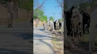 Simple Village life Pakistan Punjab/#villagerlifestyle #traditionallifeofpunjab #youtubeshorts