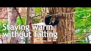 How Squirrels Stay Warm in Winter