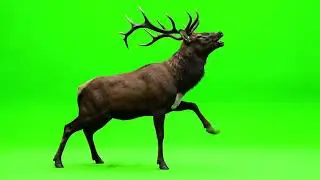 Deer Green Screen Video || Green Screen || Chroma Key || Content For Creators
