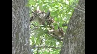Strix Varia: Two Barred Owls grooming themselves and each other