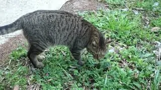 Meow Meow happy #cat #cats #cute #shorts 