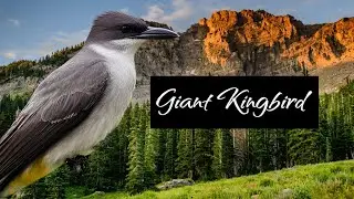 The Silent Flight: Cuba's Endangered Giant Kingbird