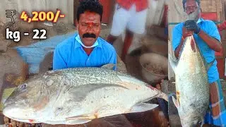 Amazing Giant Trevally Fish Chennai kasimedu style Expert Cutting/ Fish price 4200/- $ 56.05 wayfood