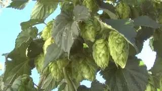 HOP RHIZOMES PRE-ORDER AT NORTHERN BREWER