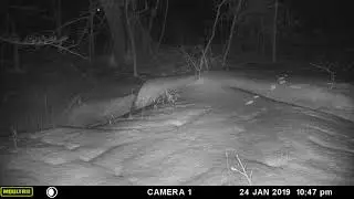 2 Foxes - Cam 1 - 10:47pm - 24 Jan 2019