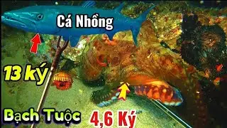 Thợ Lặn Chạm Mặt Cá Nhồng 13kg 😱 Tiếc Nuối Để Hụt & Bạch Tuộc Khổng Lồ Xuất Hiện!”