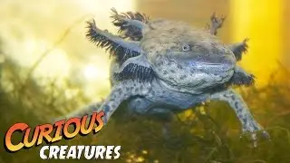 Axolotl facts | London zoo