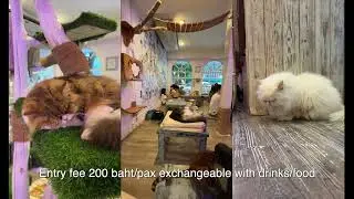 Caturday Cat Cafe