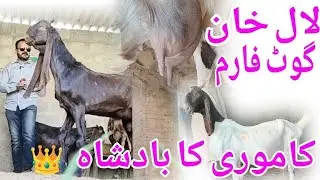 lal Khan goat farm | kamori and pateri gabbun bakria |pregnant goats for sale