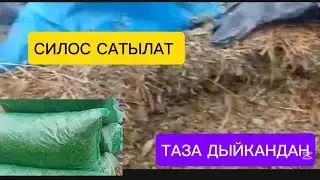 СИЛОС САТЫЛАТ ЖАЛАЛ-АБАД ОБЛУСУ БАЗАР-КОРГОН РАЙОНУНДА ЧАЛЫҢЫЗ ЭЭСИНЕ ☎️✅📞