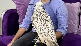 Falcons,gyrfalcons, peregrine and saker falcons.