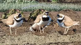 2024 03 27 Little Ringed Plover - Calling out for a partner